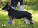Personal Protection Dog - Jeck