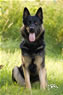 Personal Protection Dog - Jeck